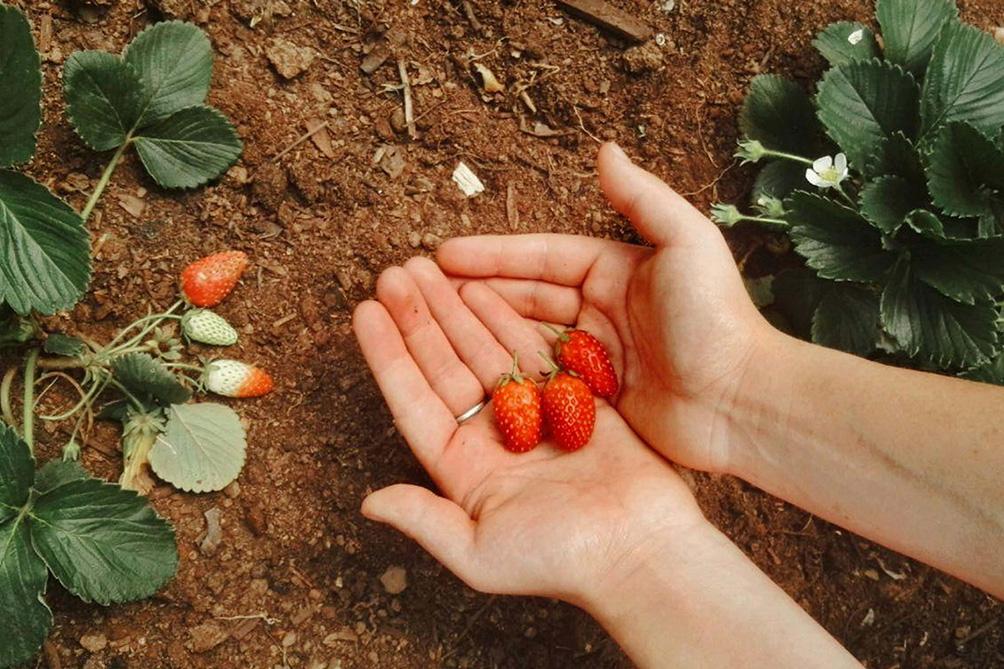 hands holding strawberries